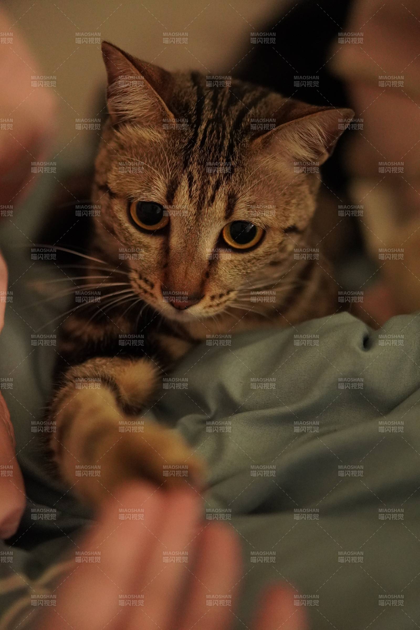 猫咪与手的温馨互动图片