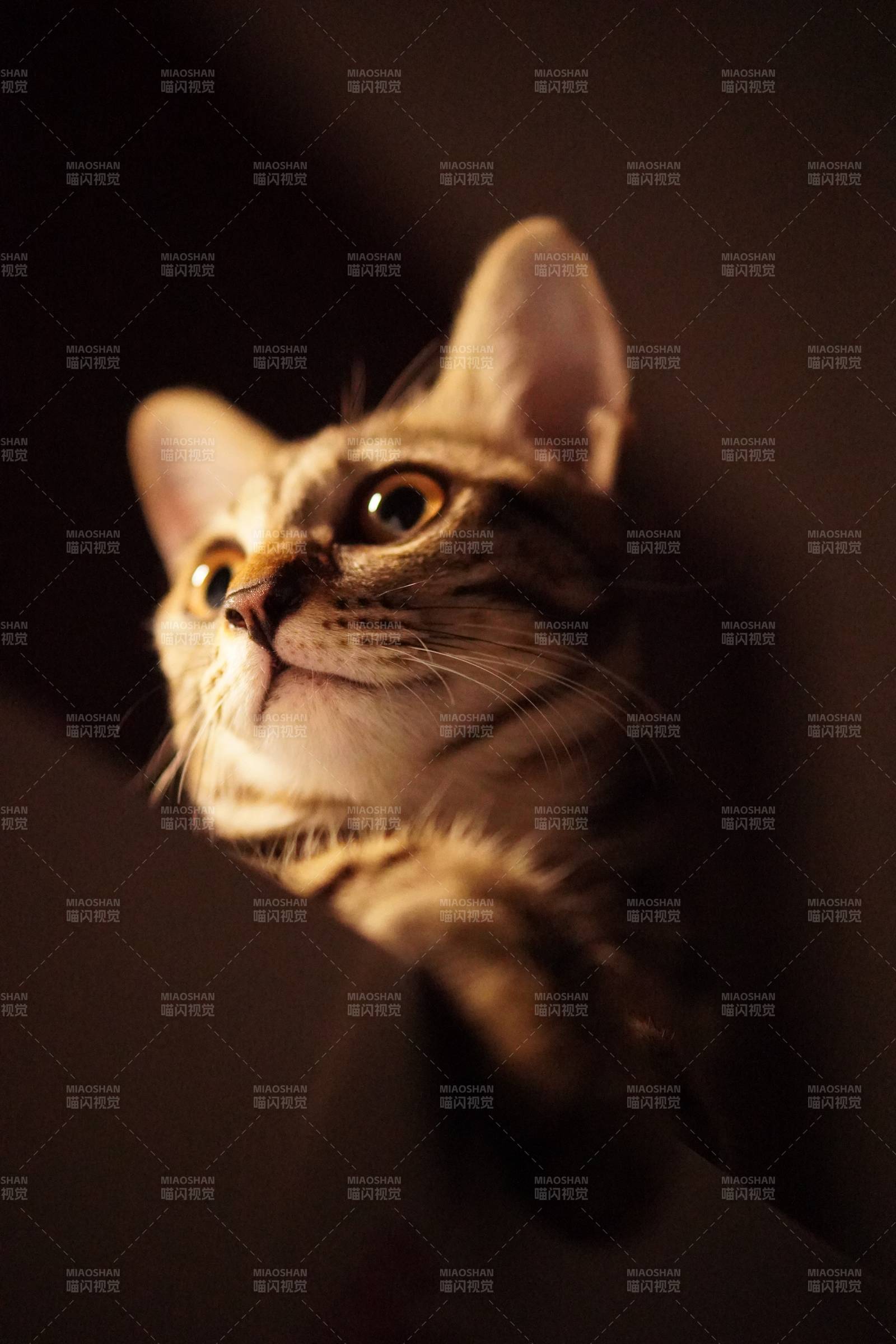 猫咪仰望 温暖光影中图片
