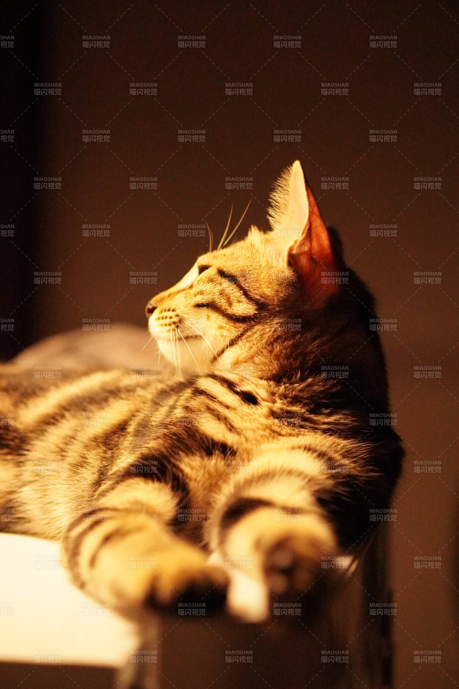 猫咪沐浴阳光的惬意时光图片