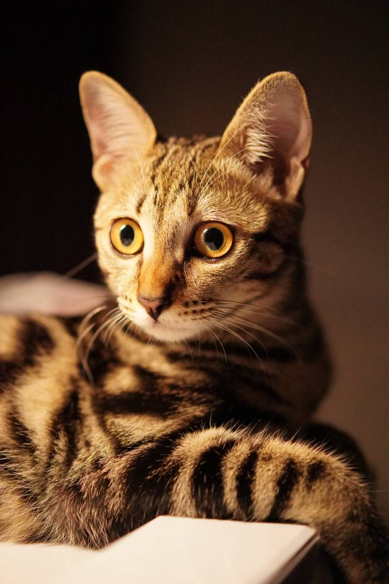 猫咪的温柔时光图片