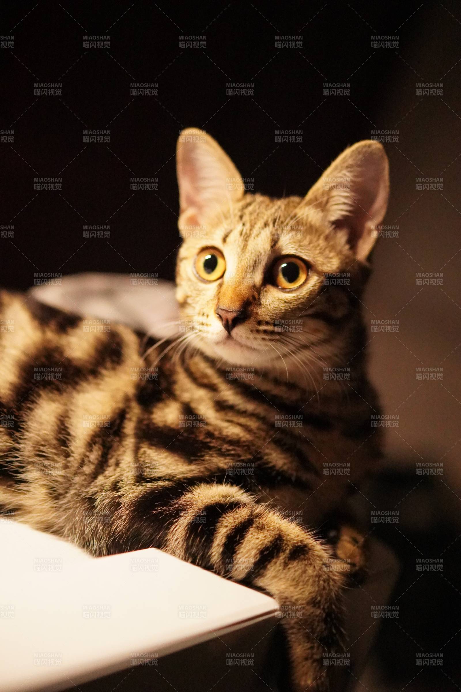 猫咪的温暖时光图片