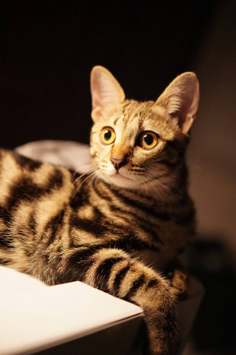 猫咪的温暖时光图片