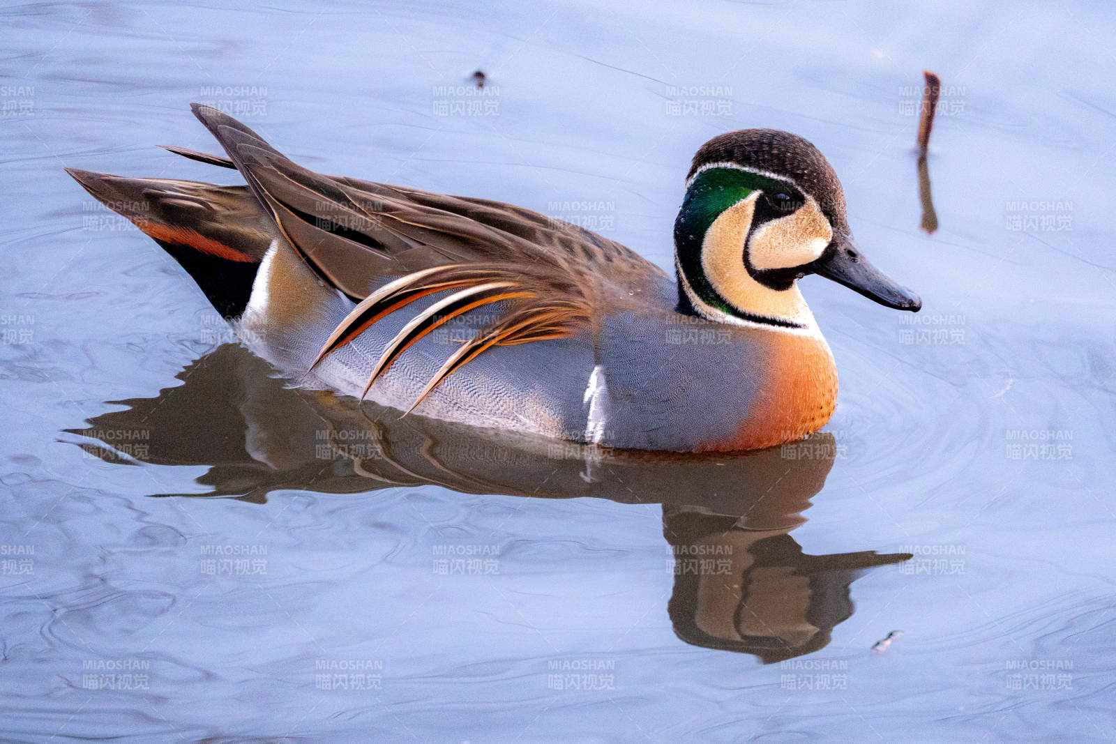 花脸鸭的优雅姿态图片