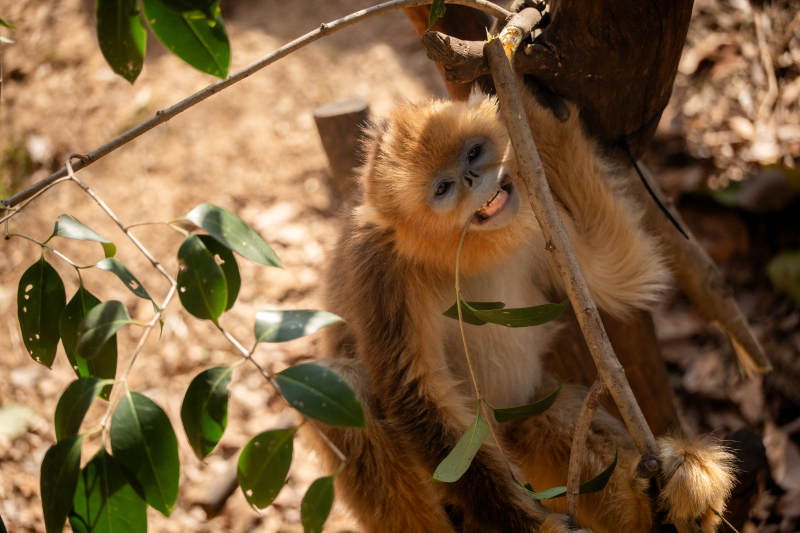 金丝猴树上嬉戏图片