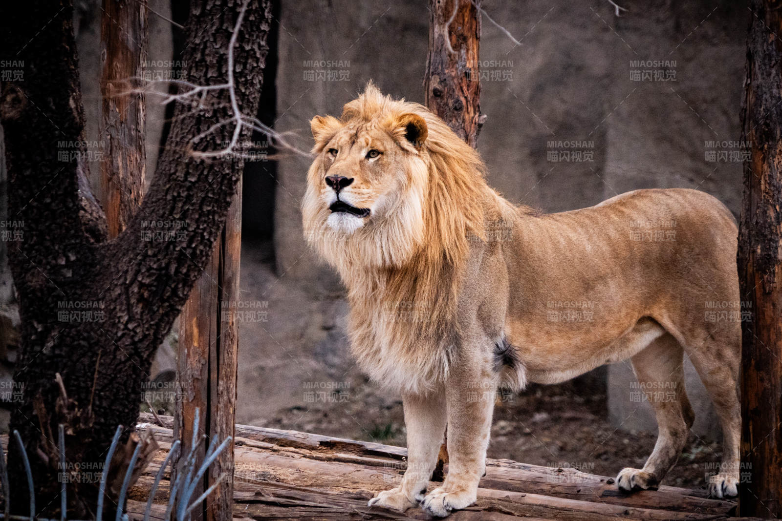 雄狮在林间漫步图片