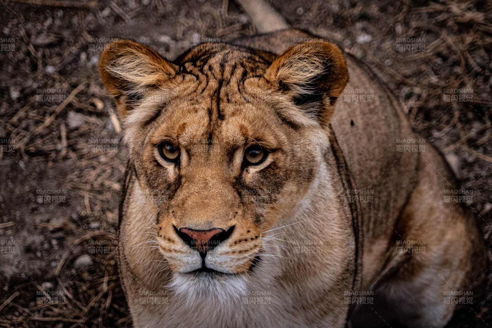 雌狮的凝视图片