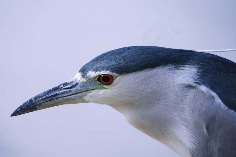夜鹭的侧脸特写图片