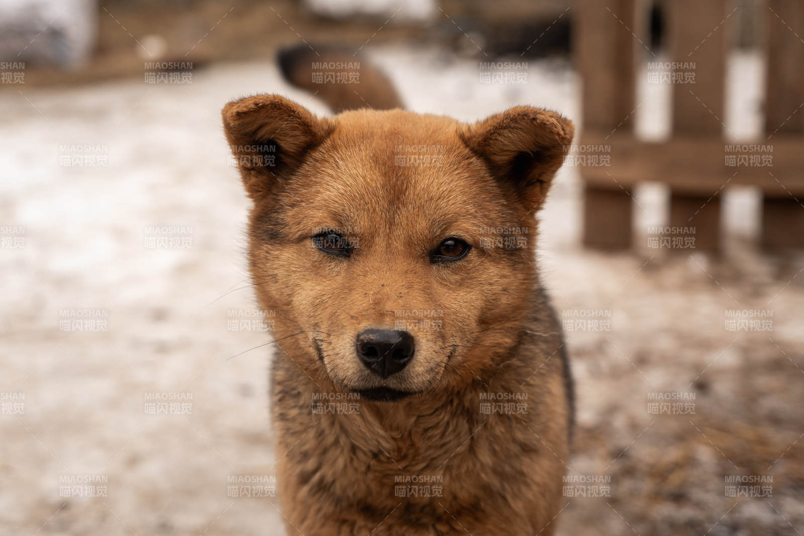 棕色小狗的温暖眼神图片