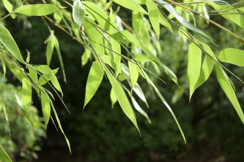 竹叶轻舞 绿意盎然图片