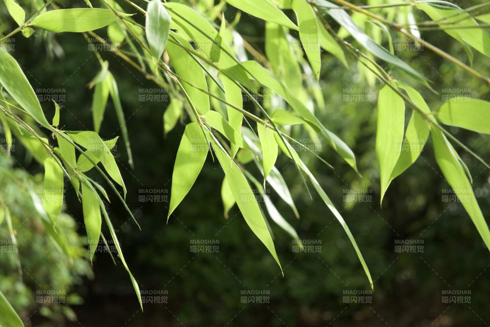 竹叶轻舞 绿意盎然图片