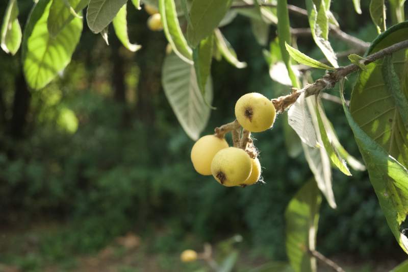 枇杷树上的果实图片
