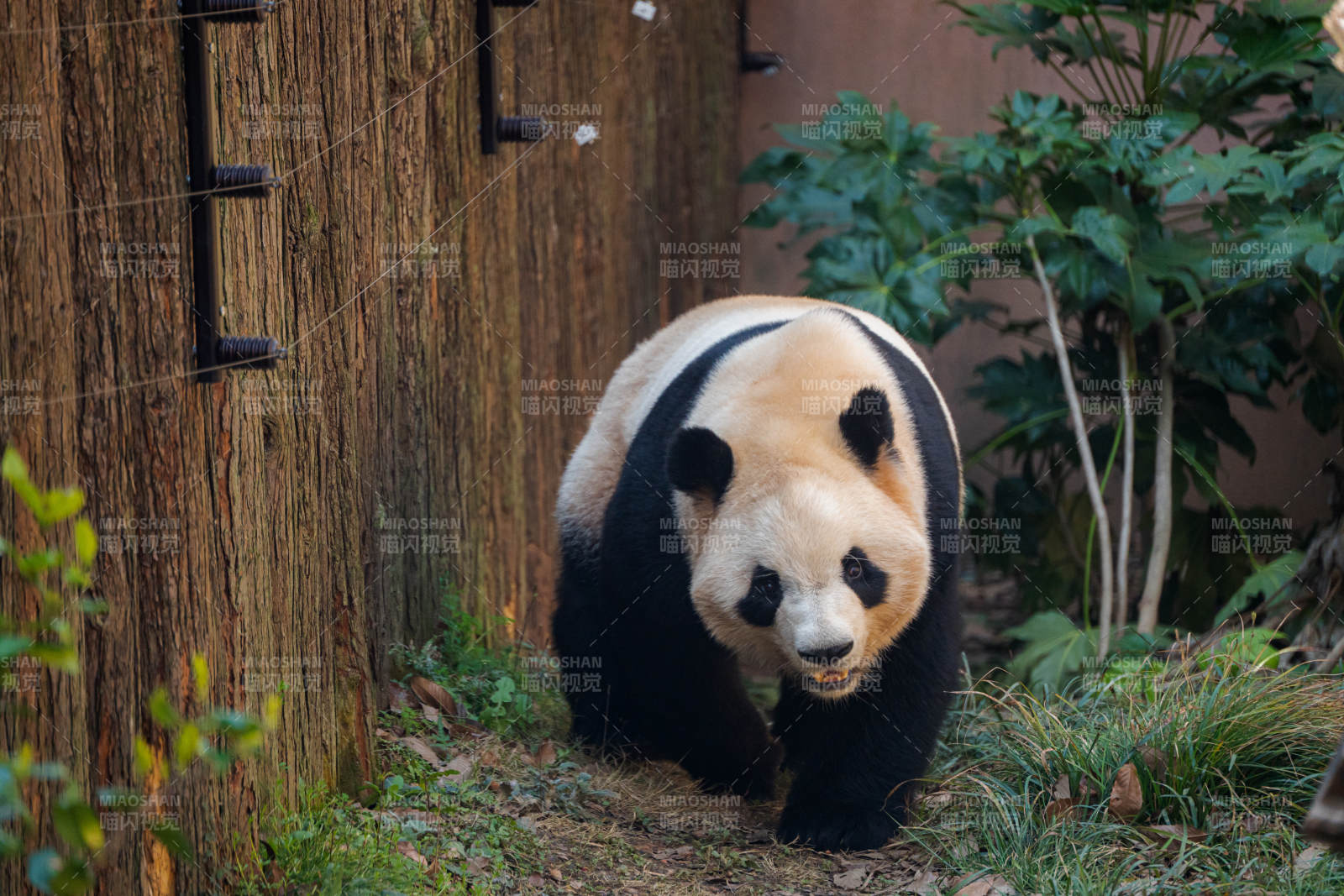 熊猫漫步在竹林小径中图片
