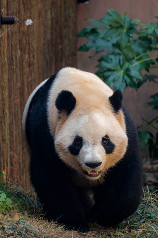 熊猫在草地上行走图片