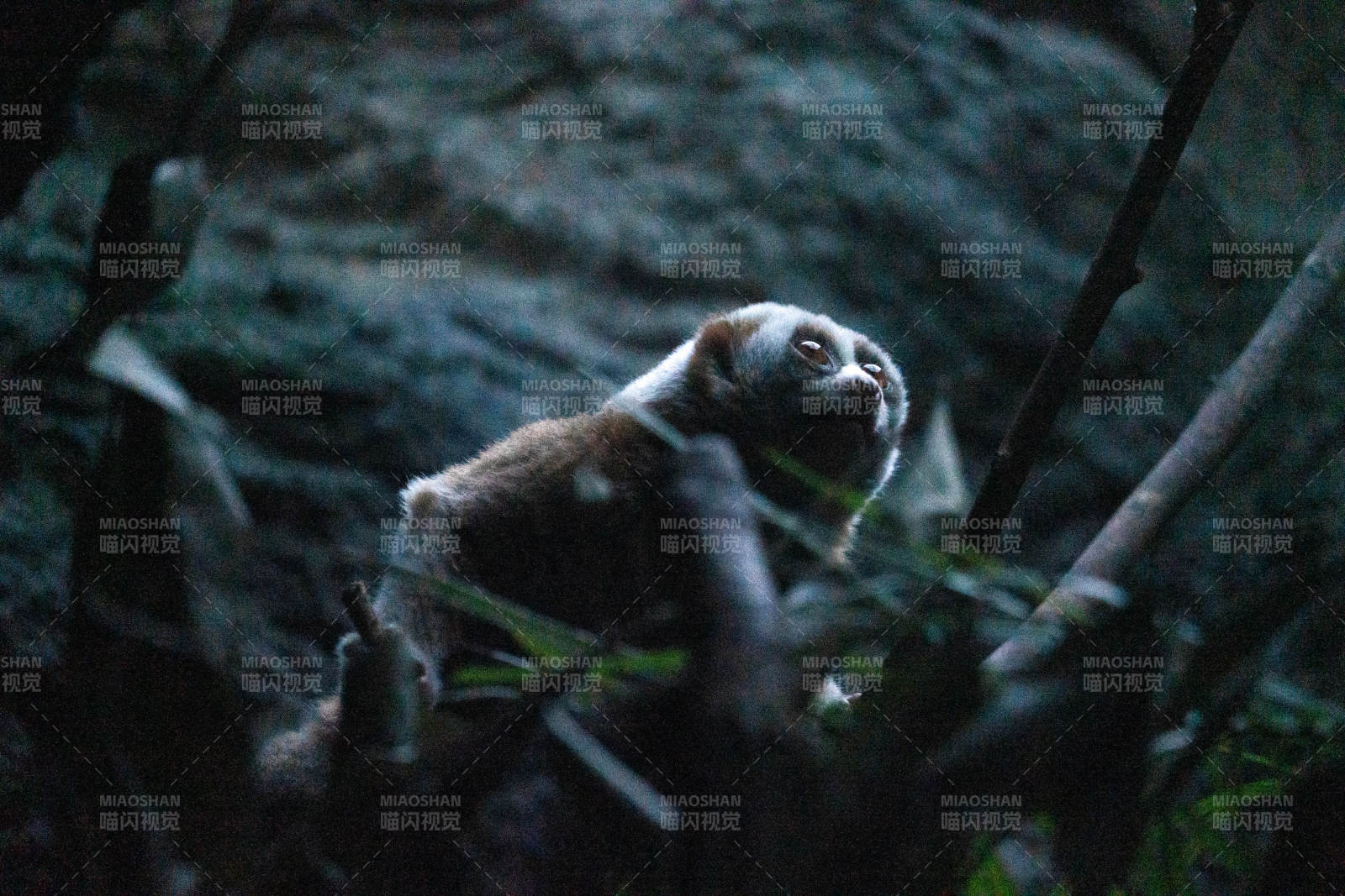 树上的小猴子图片