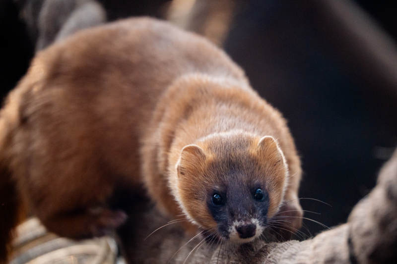 小黄鼬的可爱瞬间图片