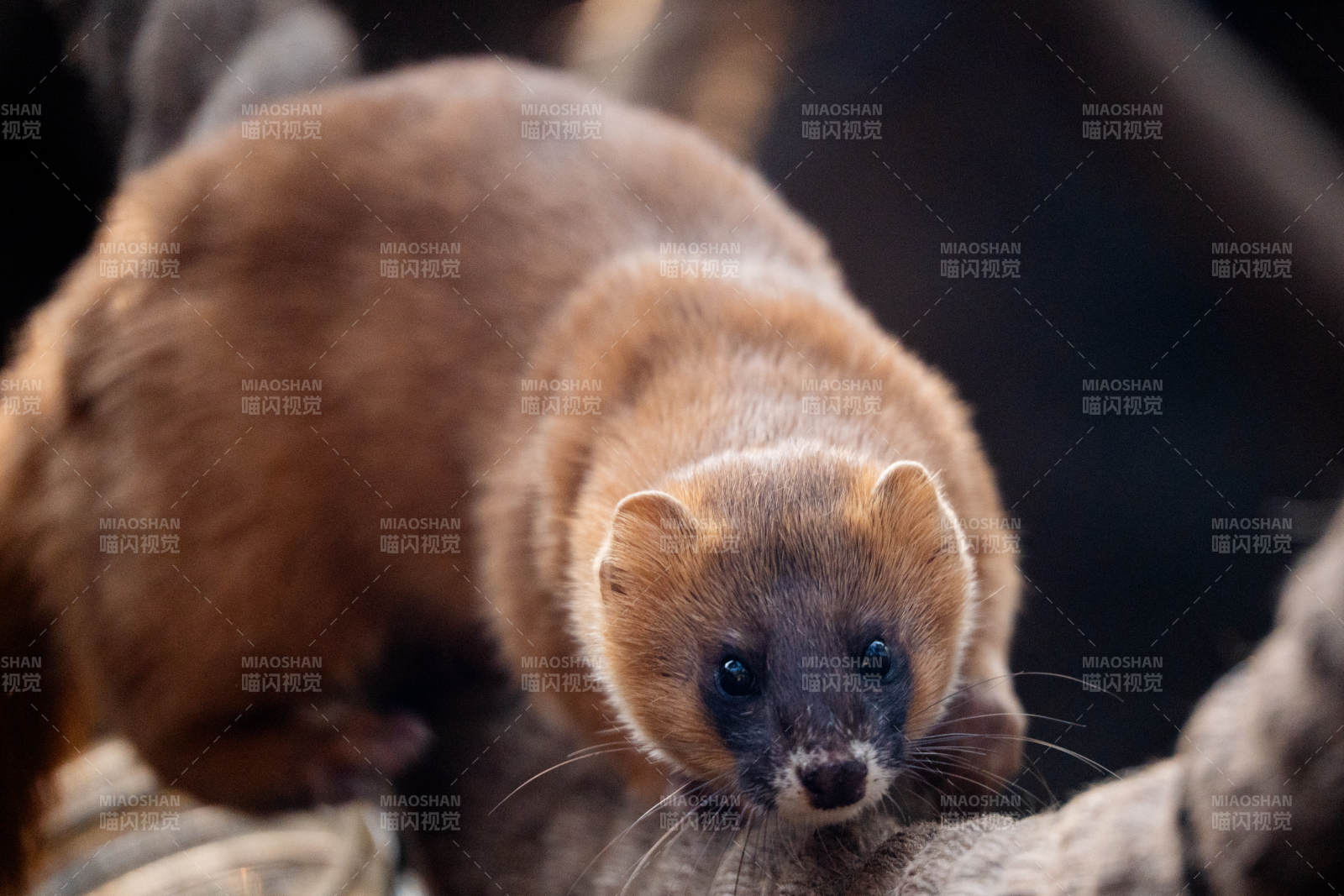 小黄鼬的可爱瞬间图片