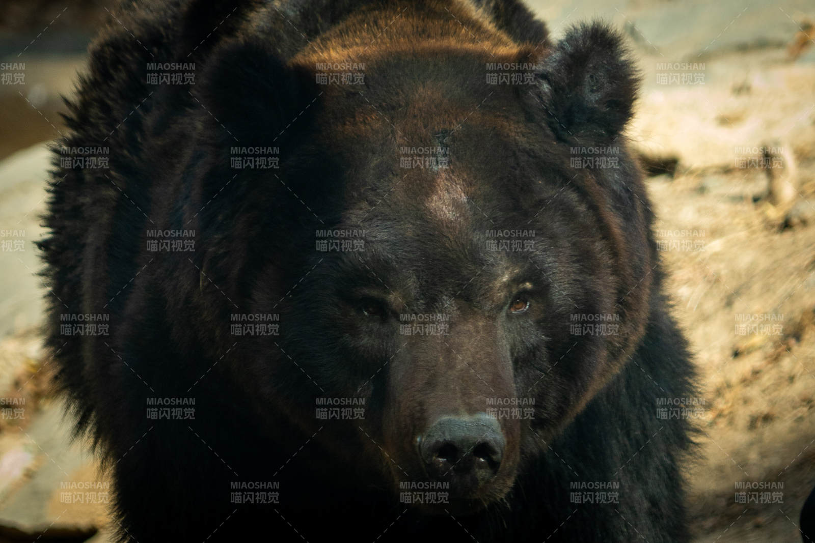 熊的凝视 自然的力量与威严图片