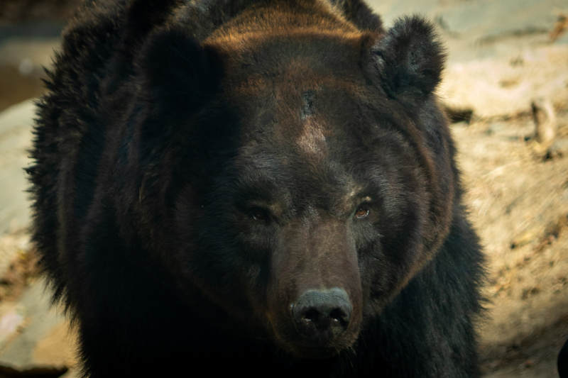 熊的凝视 自然的力量与威严图片