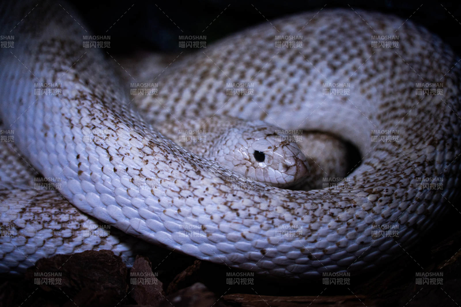 盘旋的白色蛇影图片