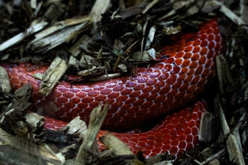 红色蛇在枯叶中盘旋图片