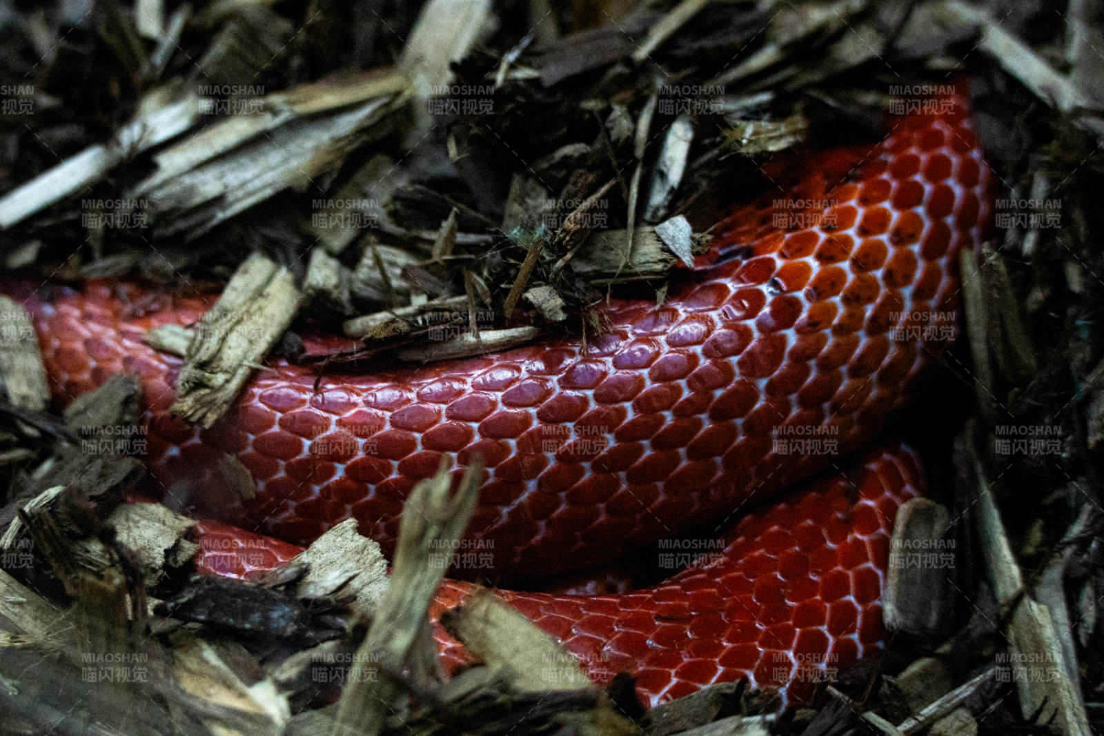 红色蛇在枯叶中盘旋图片