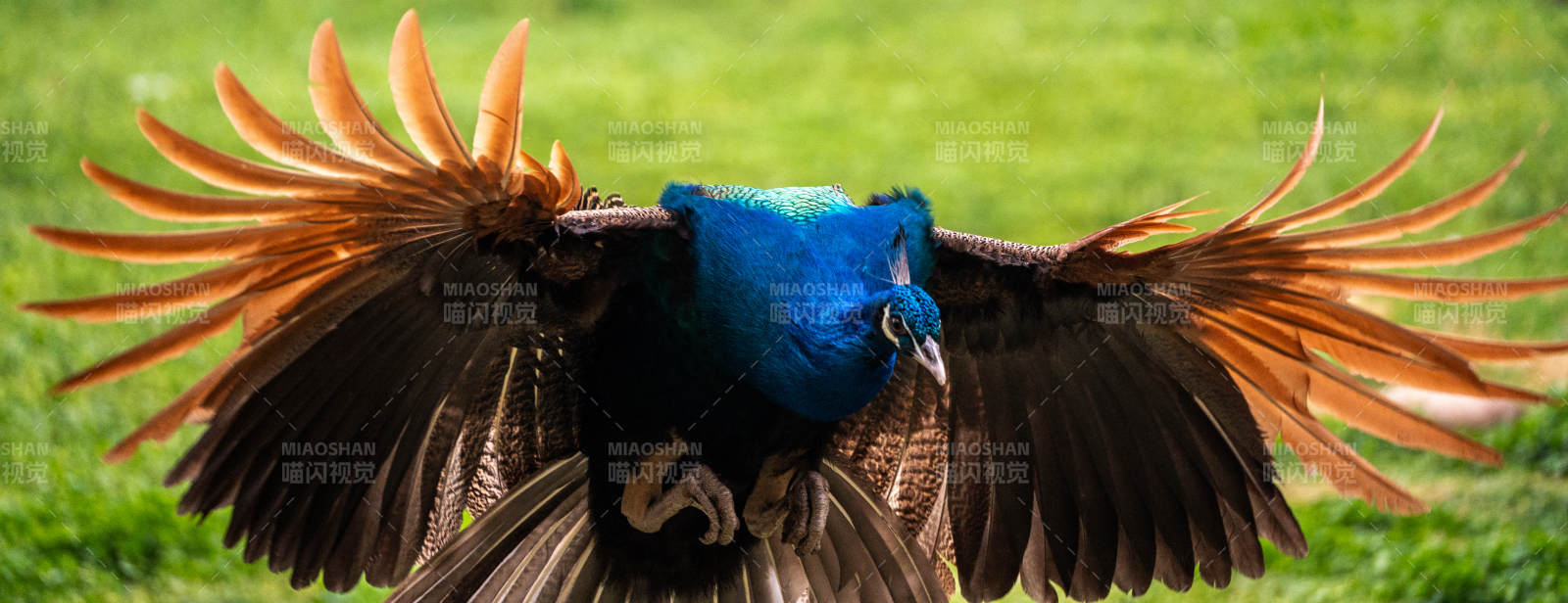 孔雀展翅 色彩斑斓图片