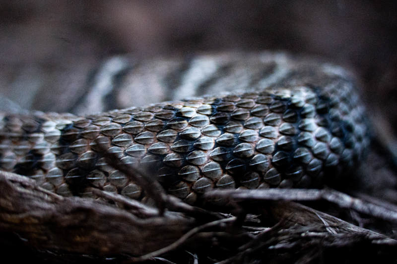 蛇鳞特写 自然之美图片