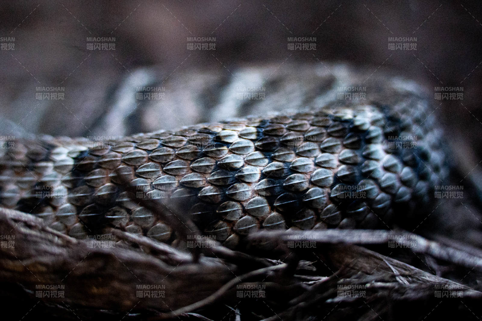蛇鳞特写 自然之美图片