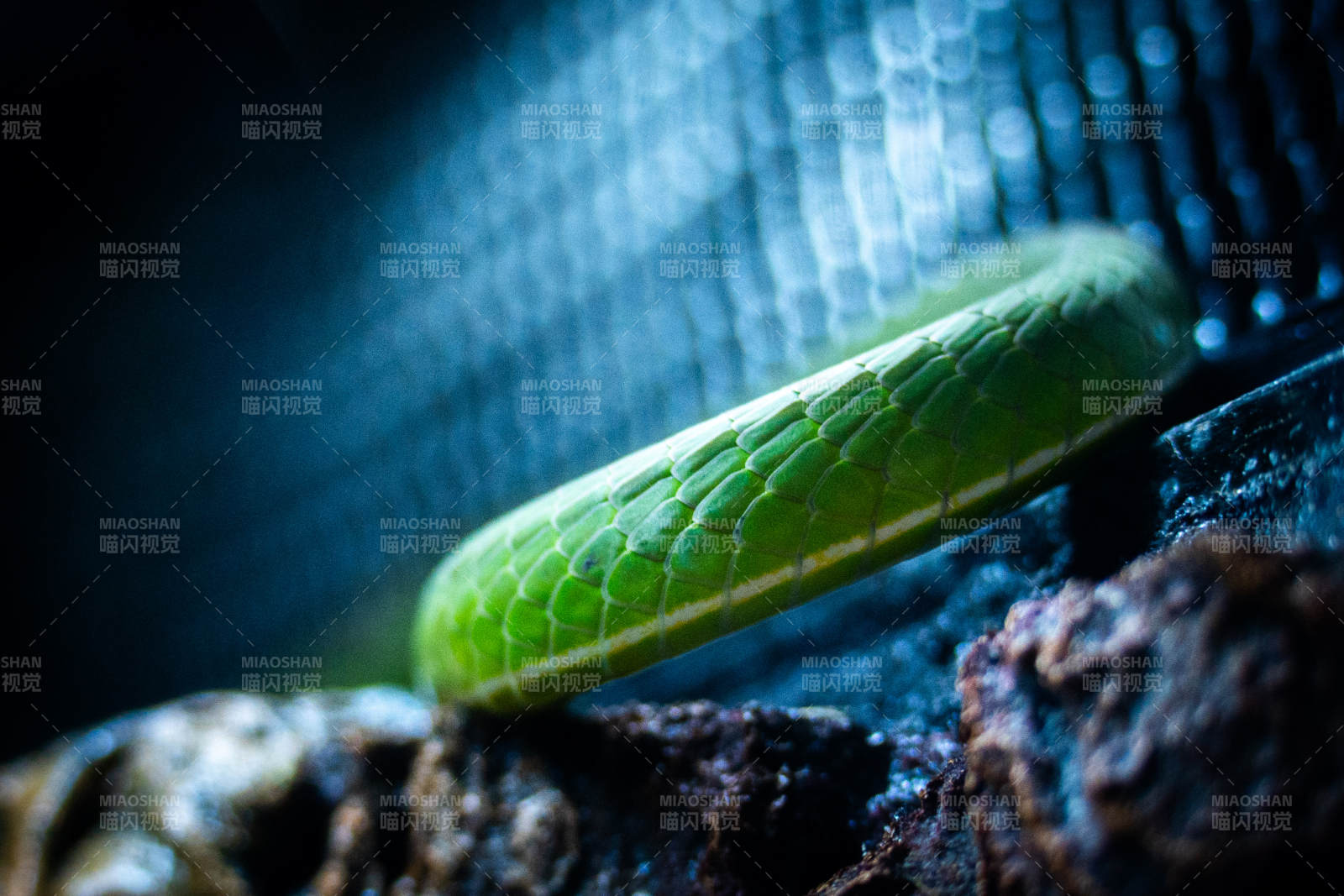 绿色蛇身特写图片