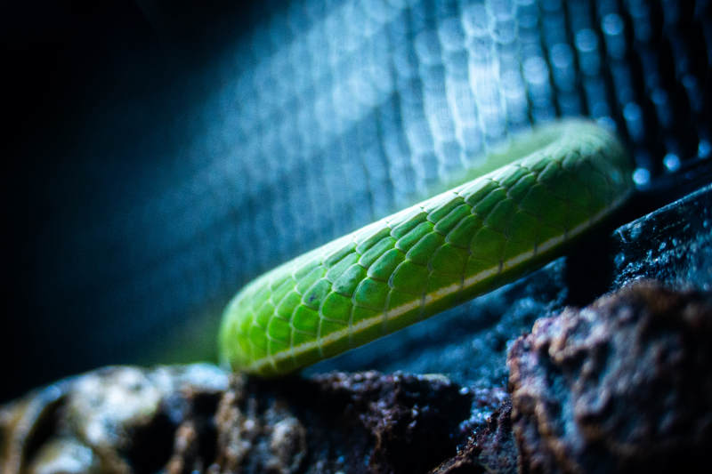 绿色蛇身特写图片