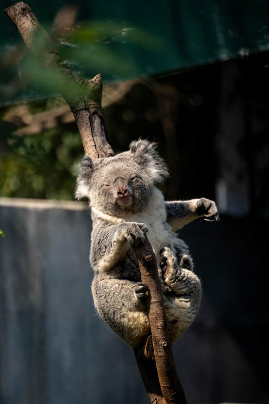 树上小憩的考拉图片