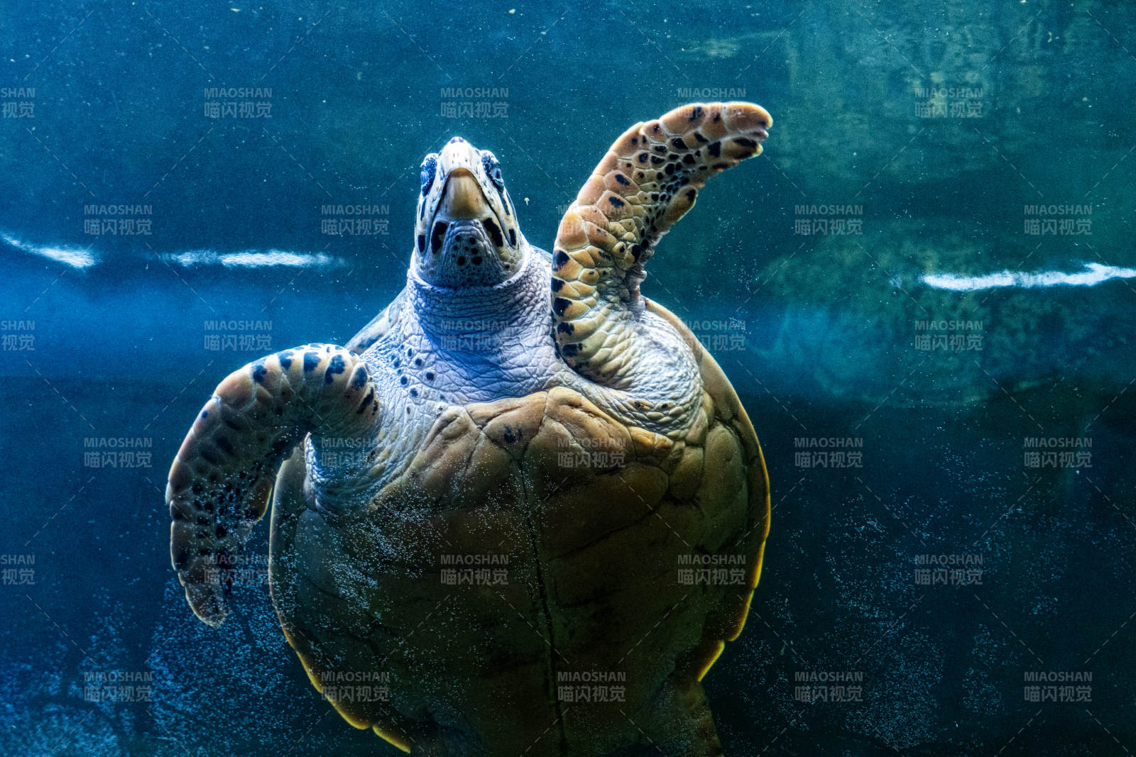 海龟在水中的优雅姿态图片