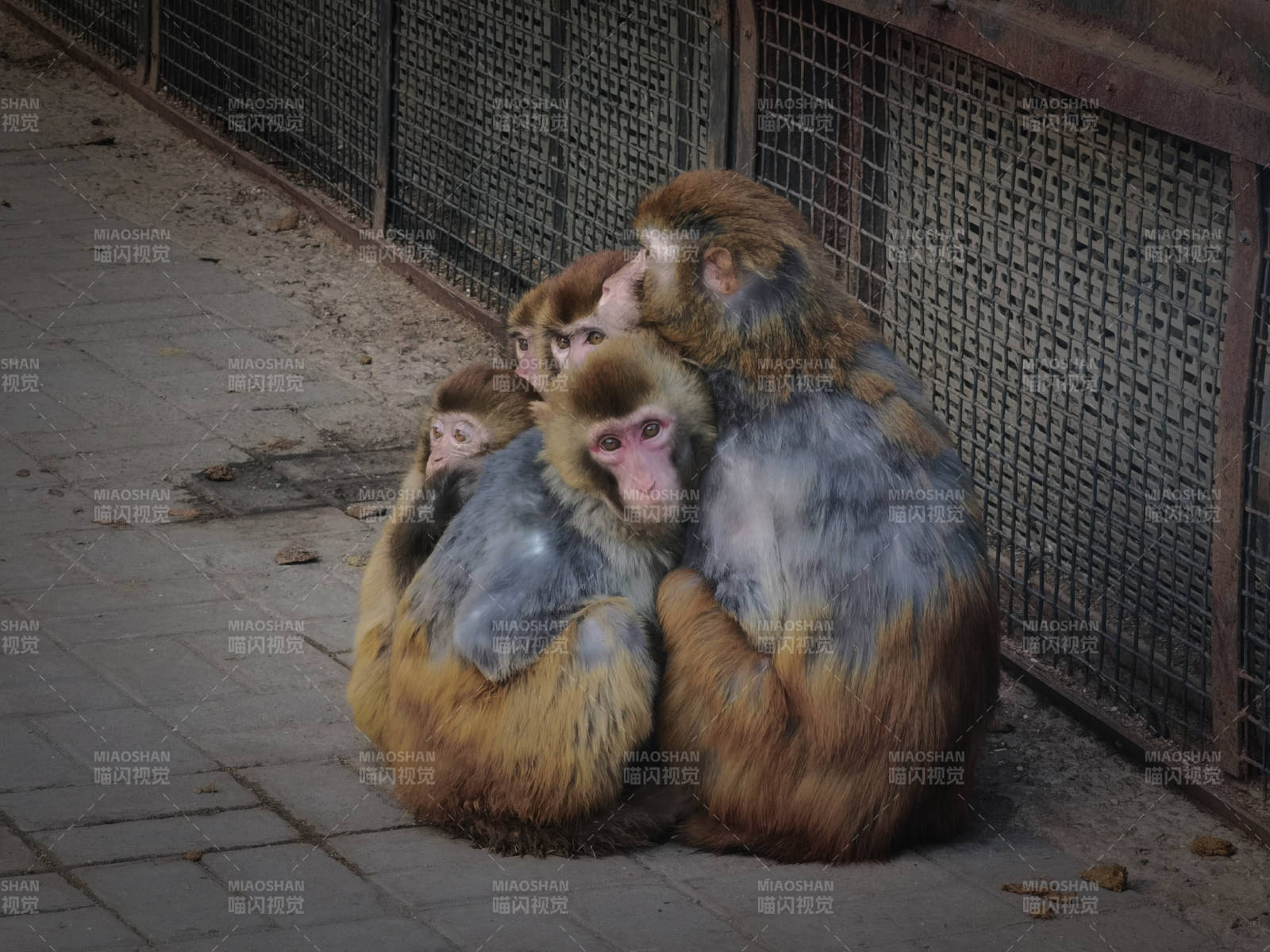 猴群亲密相拥取暖图片