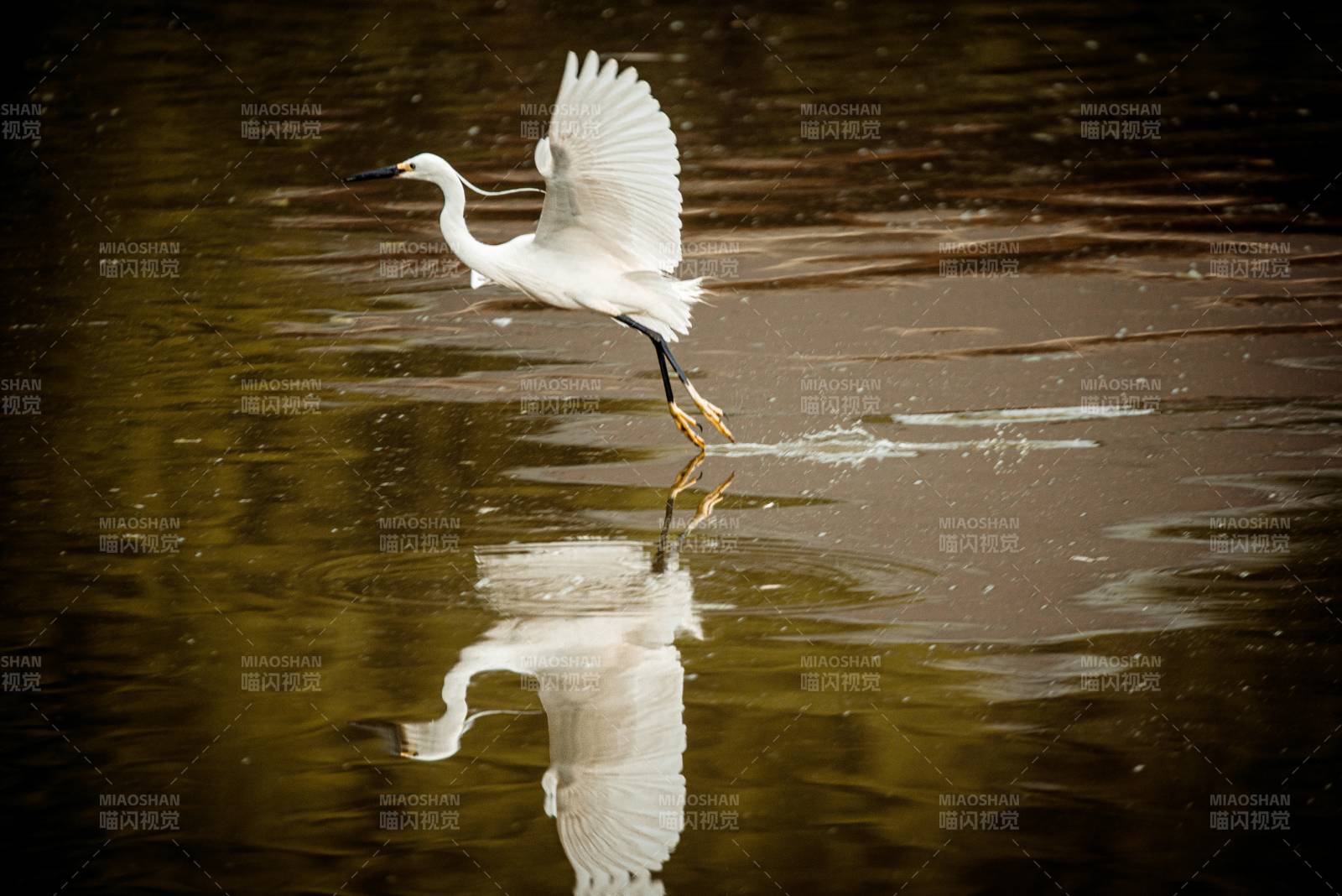 白鹭低飞 水影相随图片
