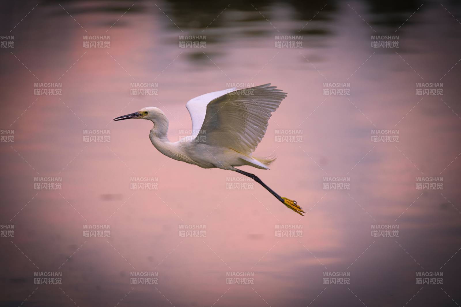 白鹭展翅飞过水面图片