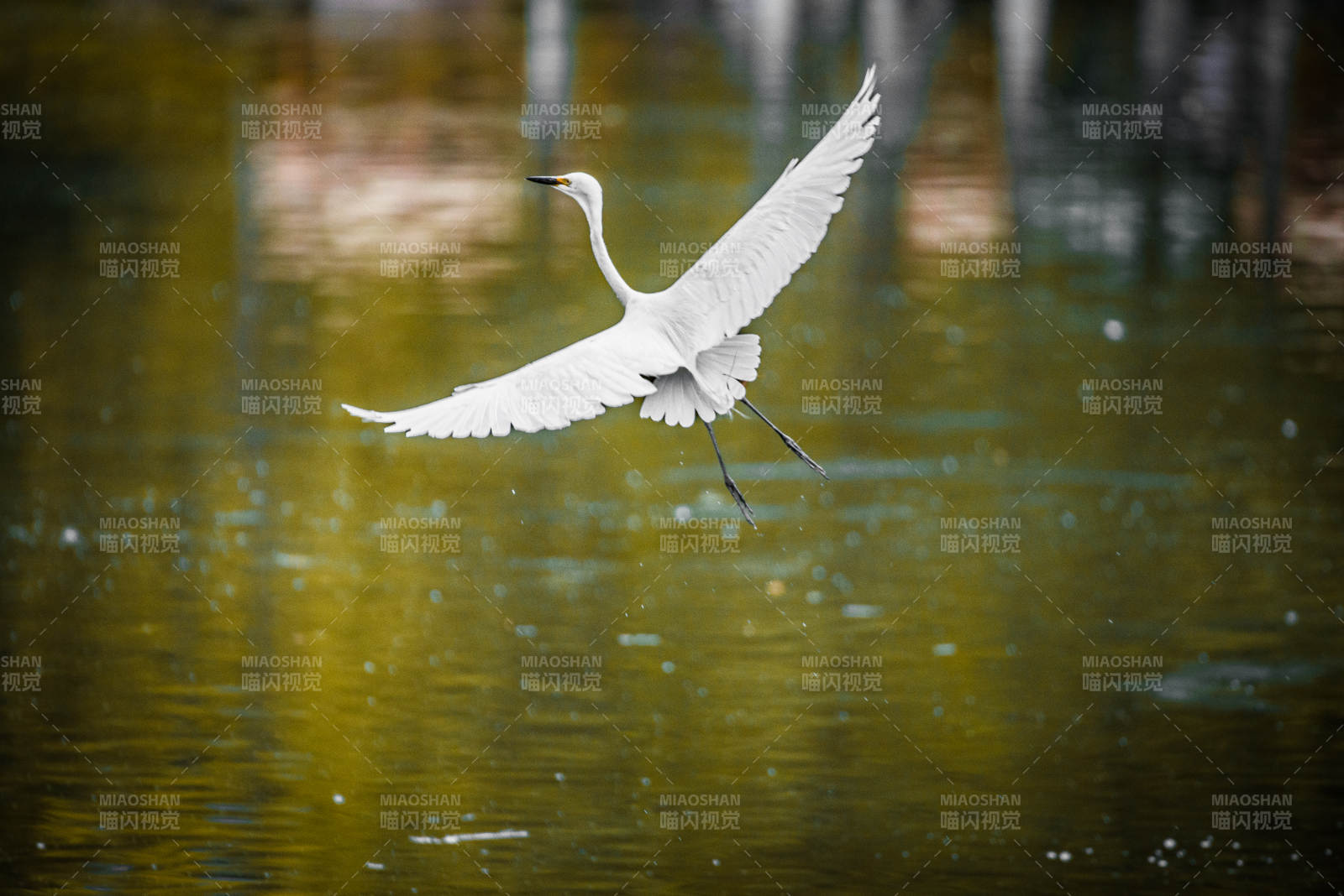 白鹭展翅飞过水面图片