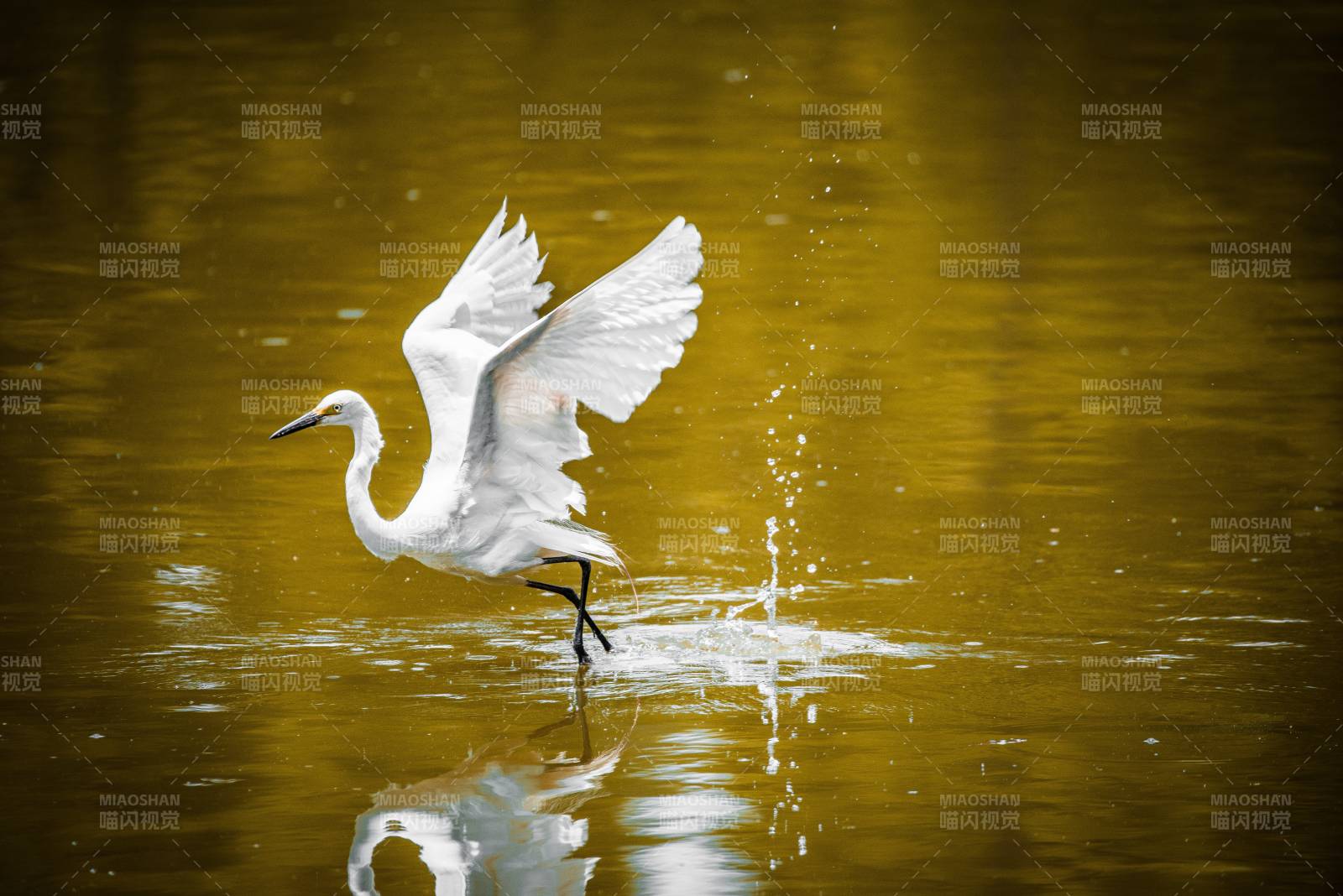 白鹭展翅 水花四溅图片