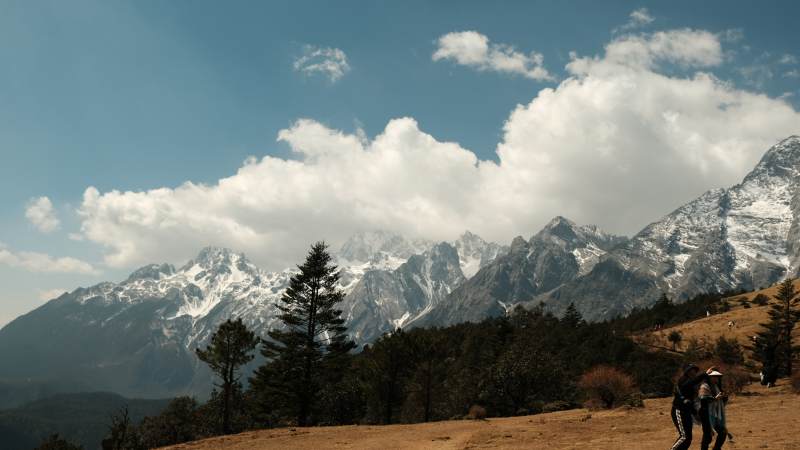 雪山云海 松林漫步图片