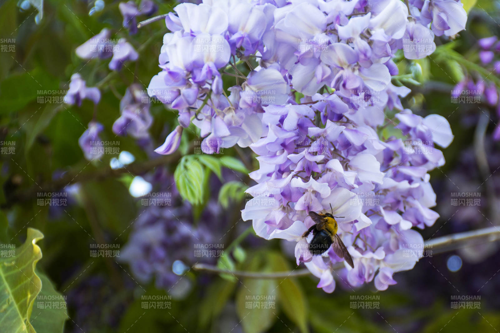 紫藤花与蜜蜂共舞图片