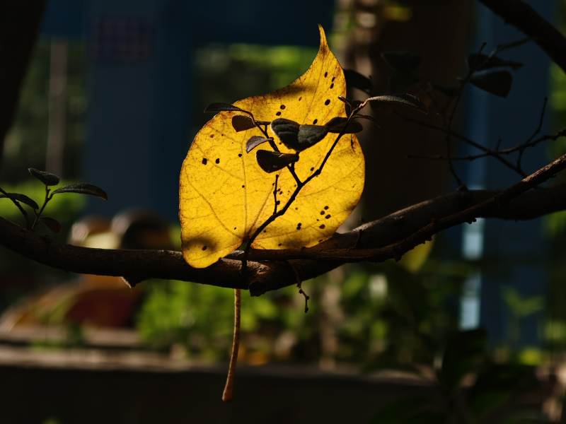 秋叶映光 静谧之美图片