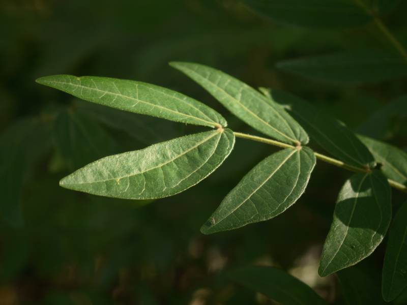 绿叶光影交错特写图片