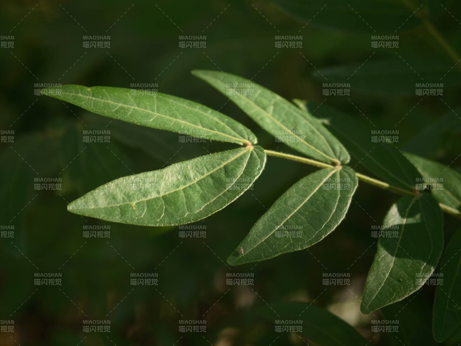 绿叶光影交错特写图片