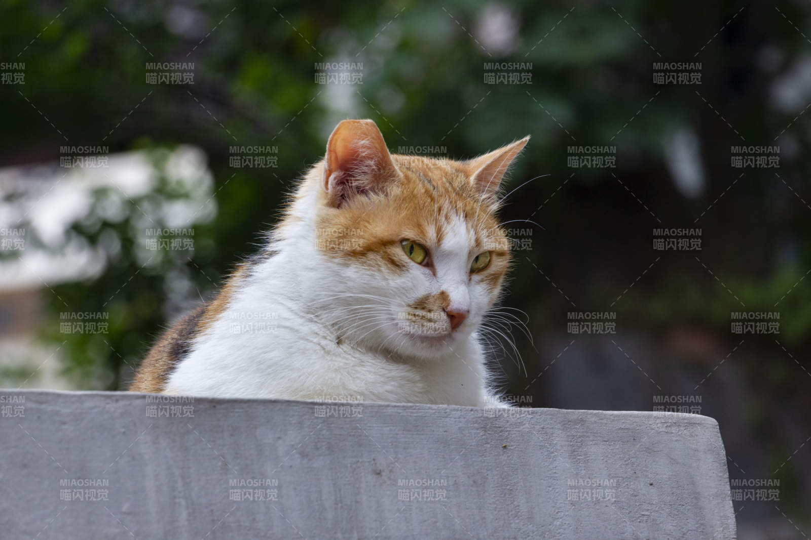 悠闲的橘白猫图片