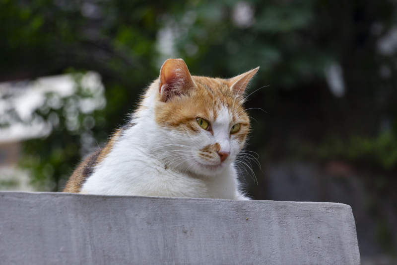 悠闲的橘白猫图片