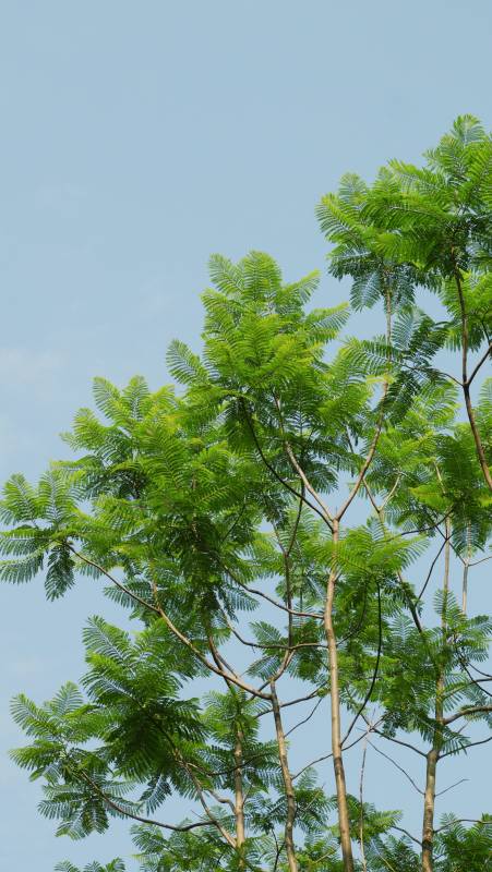绿叶繁茂 蓝天映衬图片