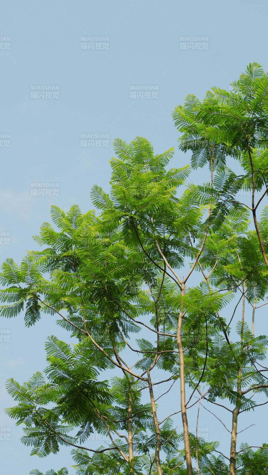 绿叶繁茂 蓝天映衬图片