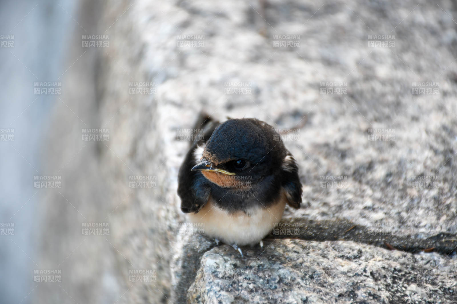 小燕子栖息石缝间图片