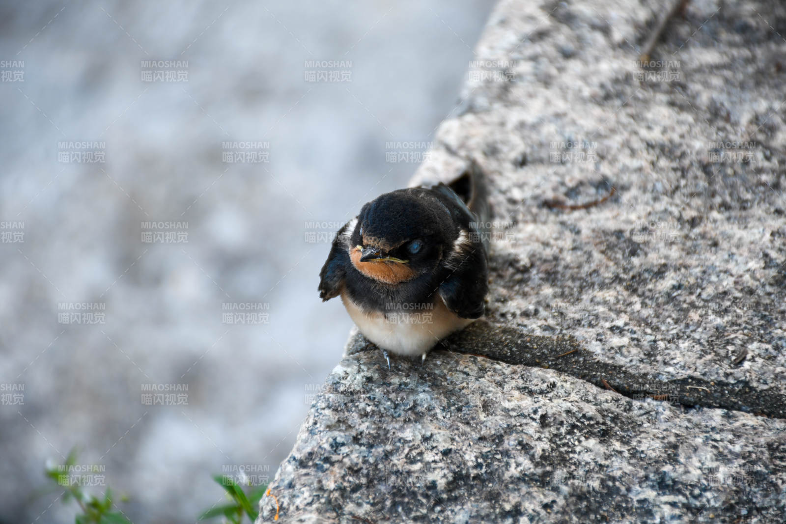 岩燕栖息石缝间图片