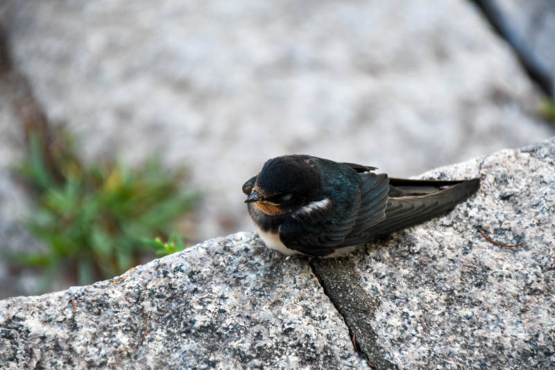 岩燕栖息于石上图片
