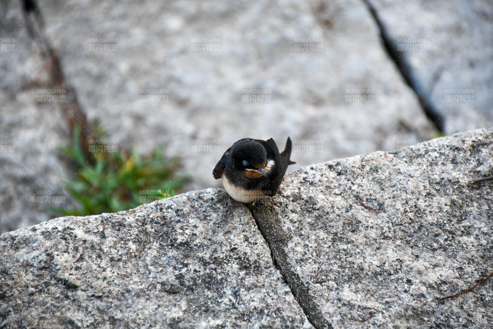 岩缝中的小鸟图片